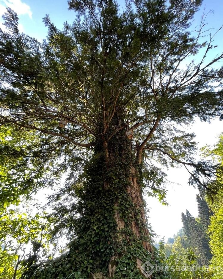 Artvin'de 1400 yıllık porsuk ağacı tescillenecek

