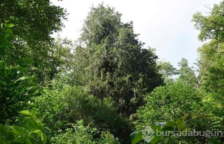Artvin'de 1400 yıllık porsuk ağacı tescillenecek
