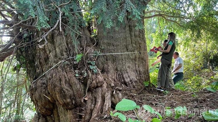 Artvin'de 1400 yıllık porsuk ağacı tescillenecek

