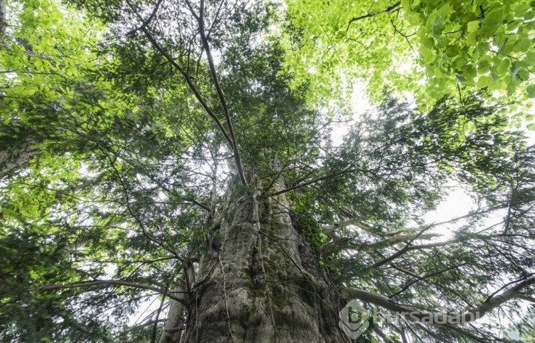 Artvin'de 1400 yıllık porsuk ağacı tescillenecek
