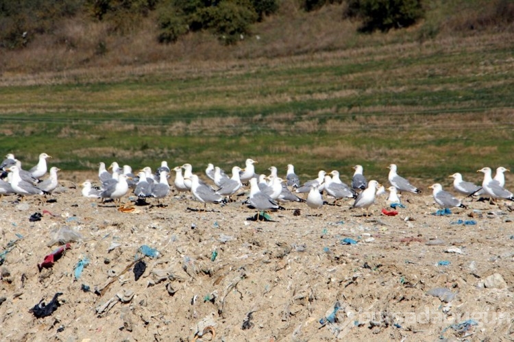Edirne'de 'katil martı' paniği
