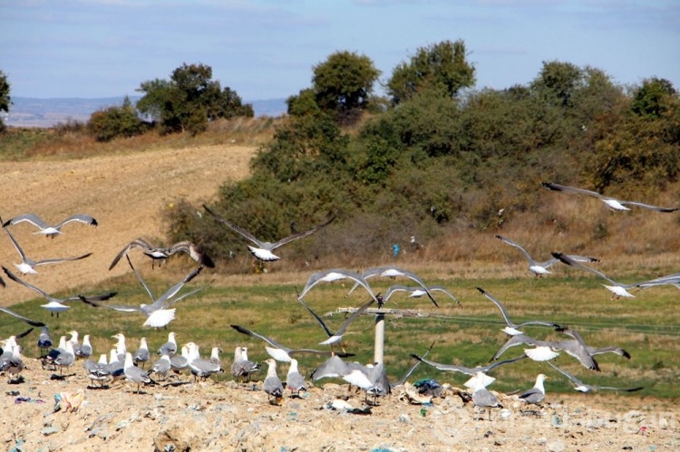 Edirne'de 'katil martı' paniği
