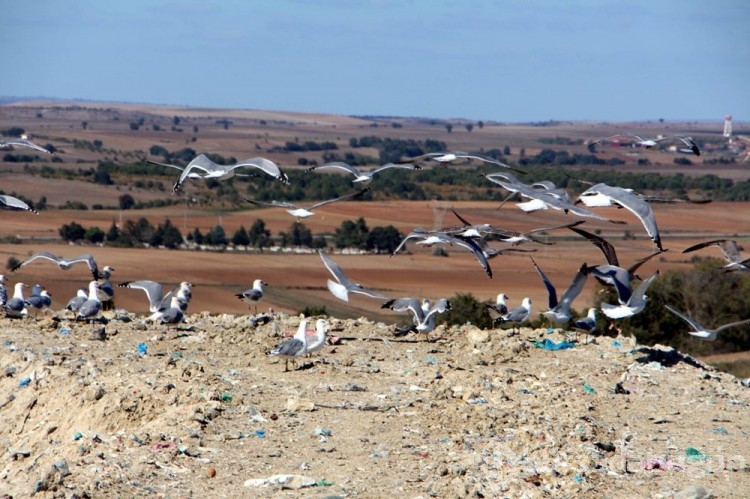 Edirne'de 'katil martı' paniği
