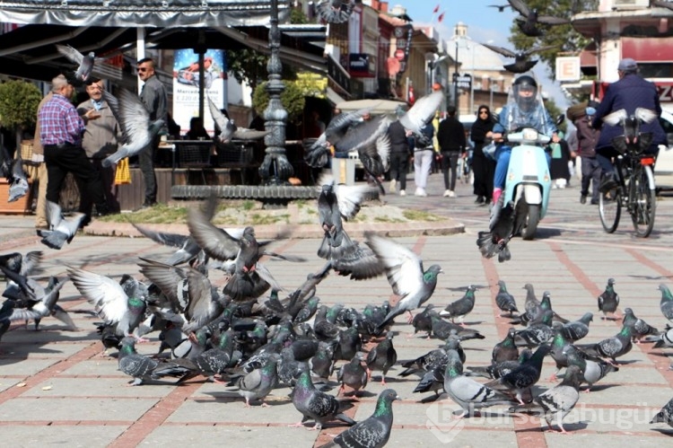 Edirne'de 'katil martı' paniği
