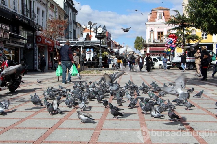 Edirne'de 'katil martı' paniği
