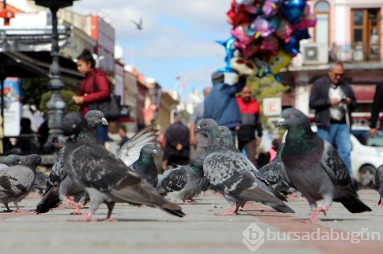 Edirne'de 'katil martı' paniği
