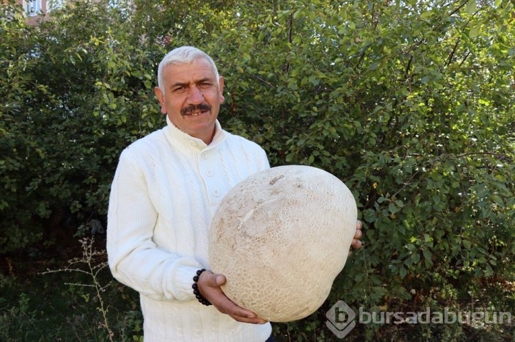 Yürürken buldu: Kestane olsaydı tatlı yapacaktım
