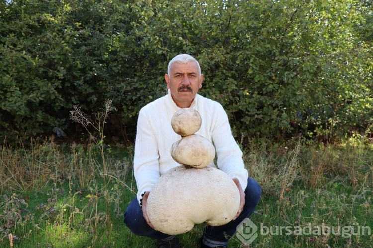 Yürürken buldu: Kestane olsaydı tatlı yapacaktım

