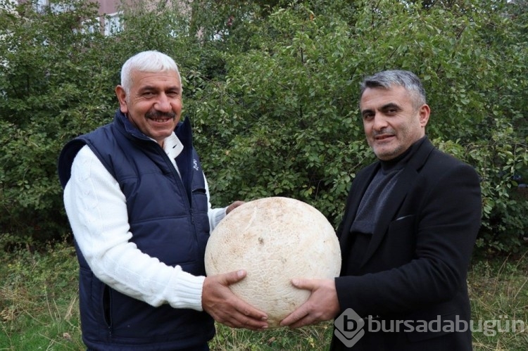 Yürürken buldu: Kestane olsaydı tatlı yapacaktım
