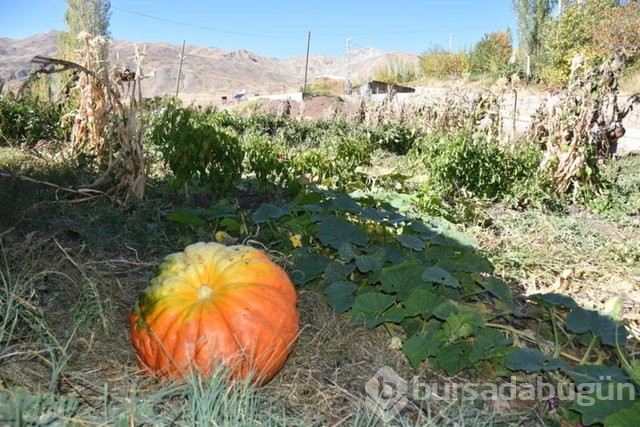 Hakkarili çiftçi yaklaşık 100 kilogramlık bal kabağı yetiştirdi