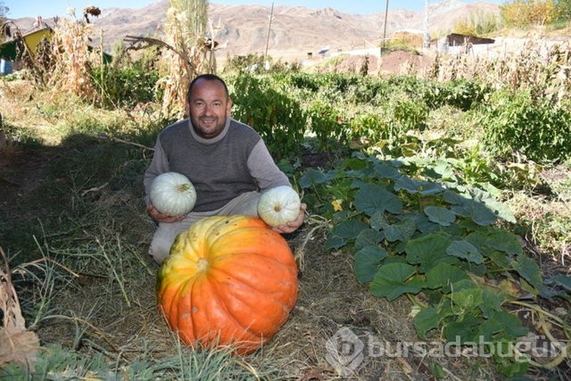 Hakkarili çiftçi yaklaşık 100 kilogramlık bal kabağı yetiştirdi