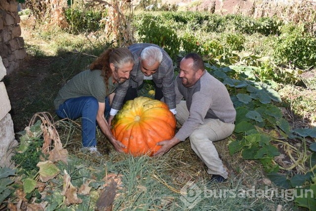 Hakkarili çiftçi yaklaşık 100 kilogramlık bal kabağı yetiştirdi