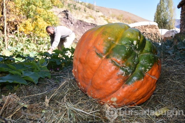 Hakkarili çiftçi yaklaşık 100 kilogramlık bal kabağı yetiştirdi