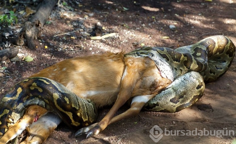 Kayıp kadın, 7 metre uzunluğundaki pitonun midesinde bulundu