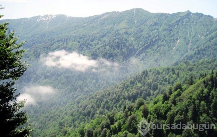 Artvin'i böcek bastı