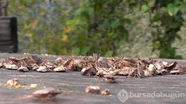 Artvin'i böcek bastı