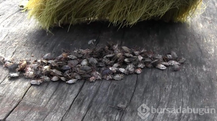 Artvin'i böcek bastı