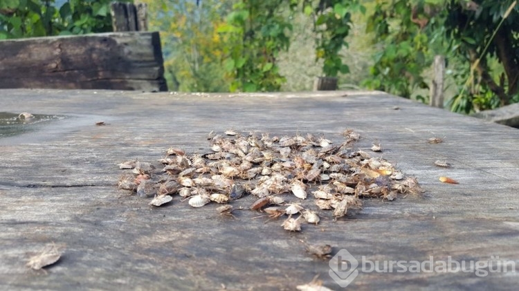 Artvin'i böcek bastı