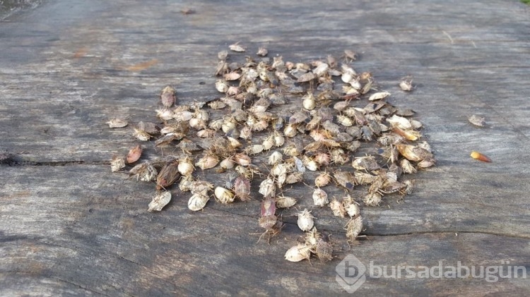 Artvin'i böcek bastı