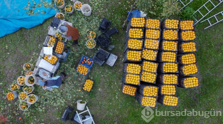 Cennet hurmasında kurutma mesaisi