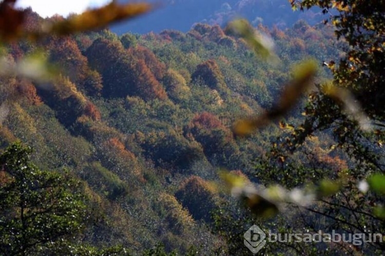 Sakarya'da sonbahar güzelliği
