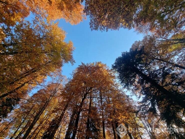 Adana'da sonbahar manzarası ile tek! Yirce kayın ormanı ziyaretçilerine eşsiz manzara sunuyor
