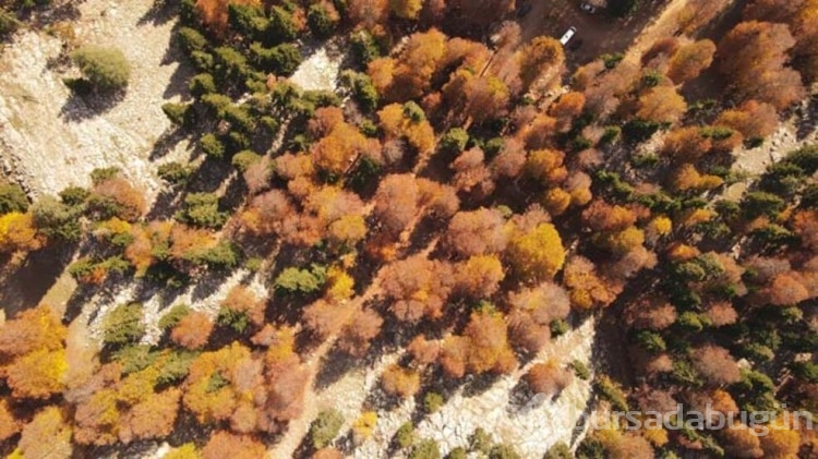 Adana'da sonbahar manzarası ile tek! Yirce kayın ormanı ziyaretçilerine eşsiz manzara sunuyor
