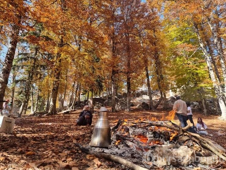 Adana'da sonbahar manzarası ile tek! Yirce kayın ormanı ziyaretçilerine eşsiz manzara sunuyor
