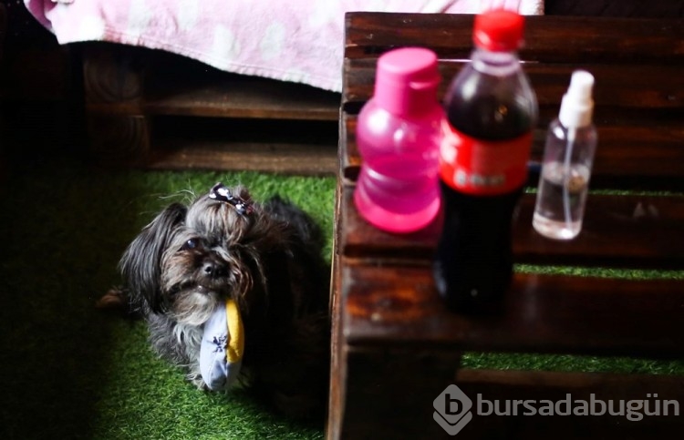 Dünyanın ilk köpek restoranı Bolivya'da açıldı