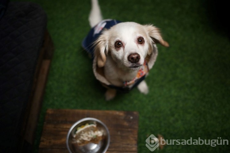 Dünyanın ilk köpek restoranı Bolivya'da açıldı
