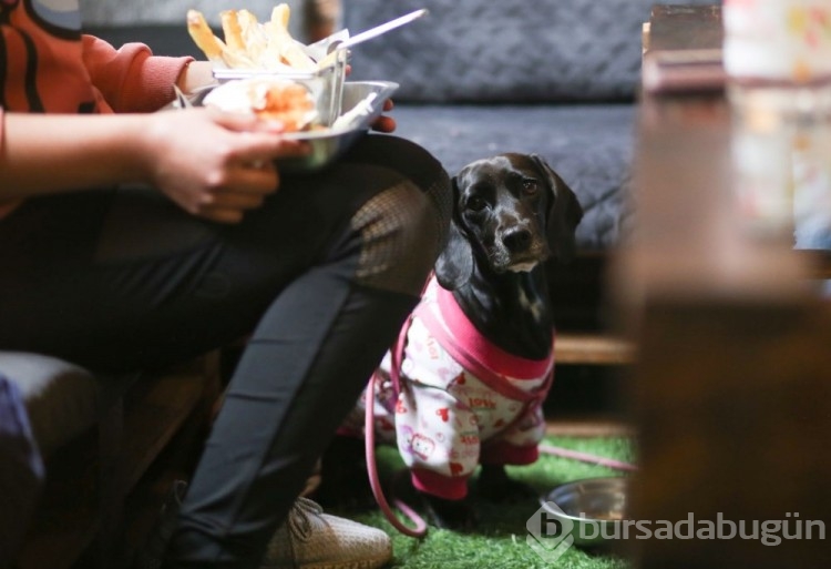 Dünyanın ilk köpek restoranı Bolivya'da açıldı