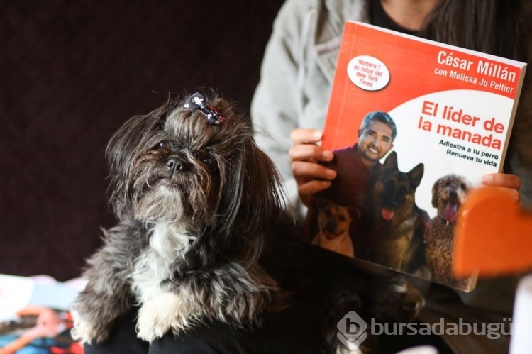 Dünyanın ilk köpek restoranı Bolivya'da açıldı