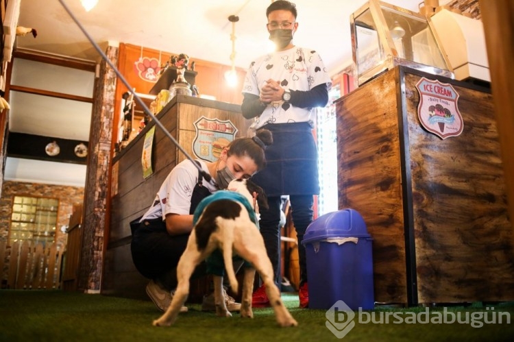 Dünyanın ilk köpek restoranı Bolivya'da açıldı