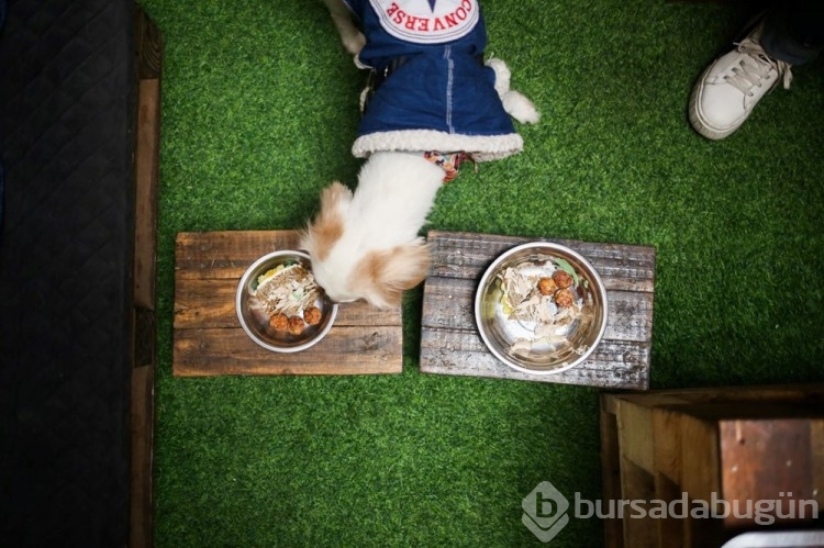 Dünyanın ilk köpek restoranı Bolivya'da açıldı