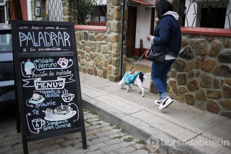 Dünyanın ilk köpek restoranı Bolivya'da açıldı