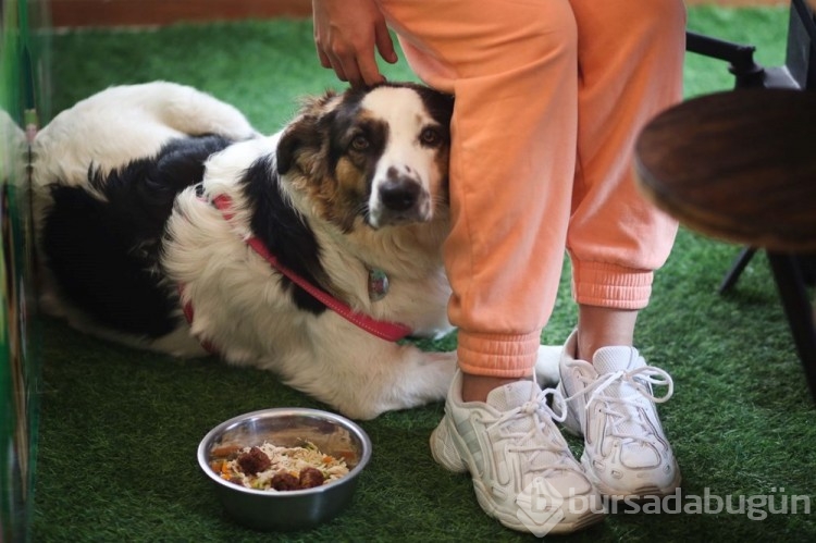 Dünyanın ilk köpek restoranı Bolivya'da açıldı