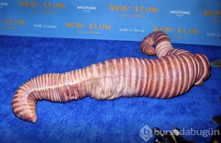 Heidi Klum solucan oldu
