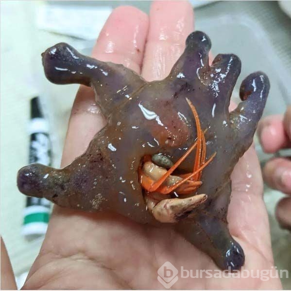  Derinliklerde sıra dışı hayvanlar bulundu
