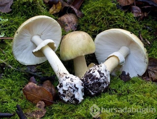 Mantarın zehirli olup olmadığı nasıl anlaşılır?