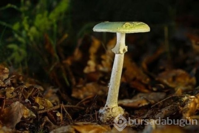 Mantarın zehirli olup olmadığı nasıl anlaşılır?