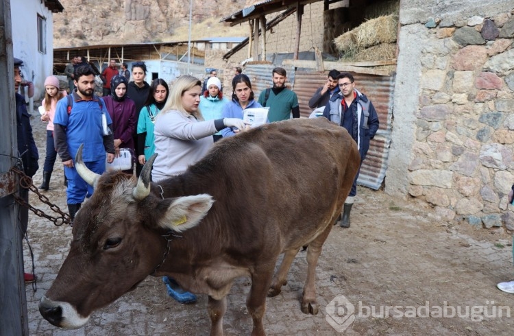 Köy köy dolaşıp hayvanları tedavi ediyorlar