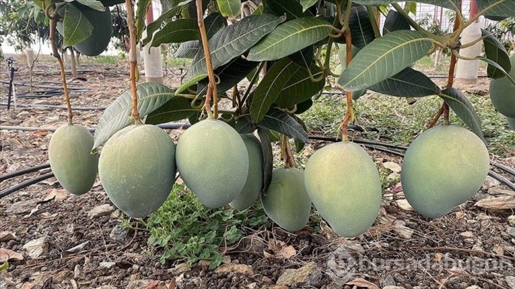  Mangonun Bir ağacından 190 bin lira gelir