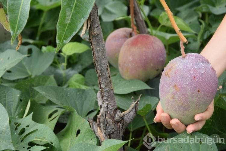  Mangonun Bir ağacından 190 bin lira gelir