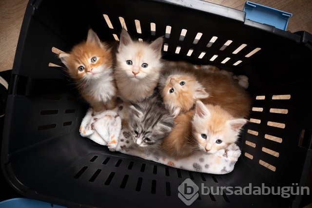 Kediler olmasaydı dünyanın sonu mu gelirdi? 