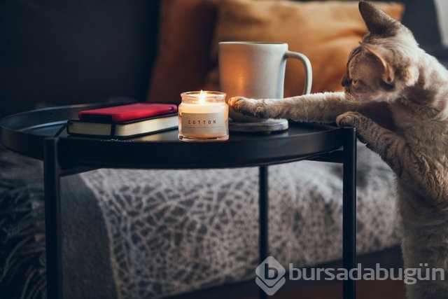 Kediler olmasaydı dünyanın sonu mu gelirdi? 