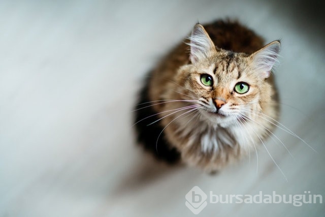 Kediler olmasaydı dünyanın sonu mu gelirdi? 