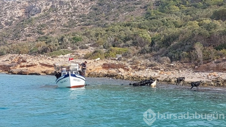 Adalardaki keçilerin sırrı ortaya çıktı