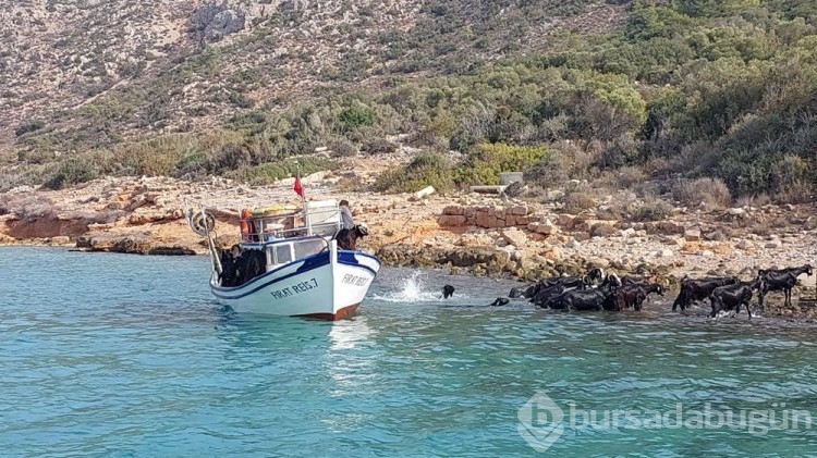 Adalardaki keçilerin sırrı ortaya çıktı