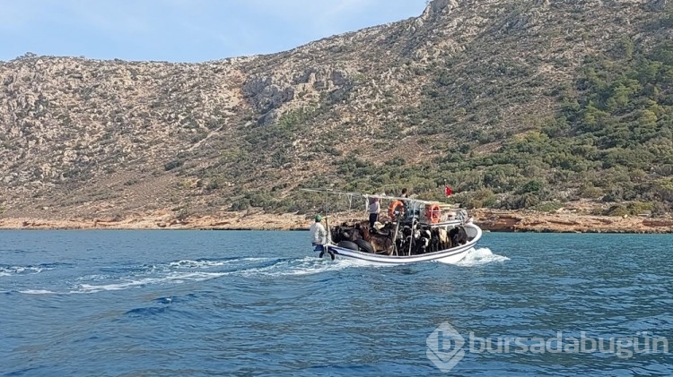 Adalardaki keçilerin sırrı ortaya çıktı