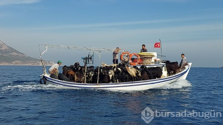 Adalardaki keçilerin sırrı ortaya çıktı